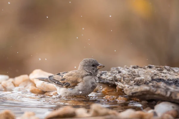 Southern Grey Headed Sparrow Badend Bij Waterpoel Kruger National Park — Stockfoto