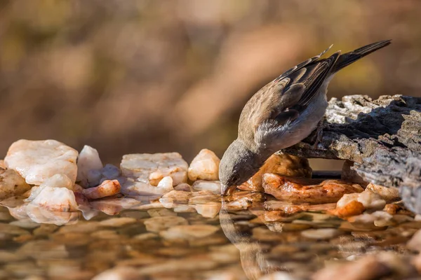 Southern Grey Headed Sparrow Drinking Waterhole Kruger National Park South — Stock Photo, Image