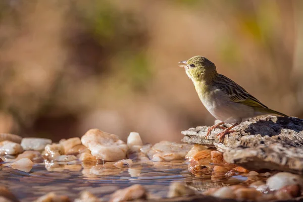 Dorpswever Kruger National Park Zuid Afrika Soort Ploceus Cucullatus Familie — Stockfoto