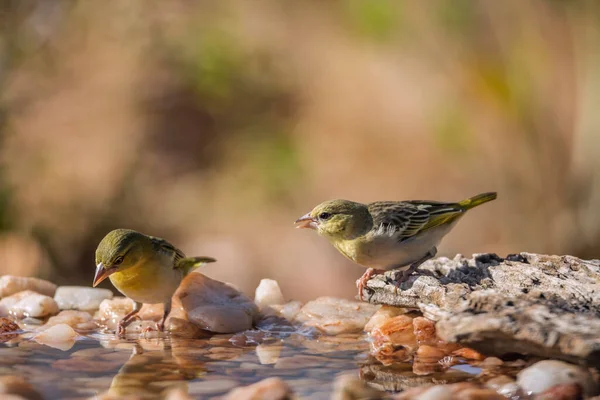 Két Village Weaverek Álló Víznyelő Kruger Nemzeti Park Dél Afrika — Stock Fotó