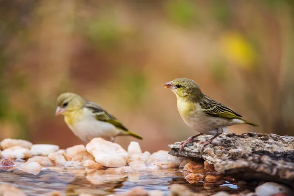 Twee Dorpswevers Een Waterput Kruger National Park Zuid Afrika Soort — Stockfoto