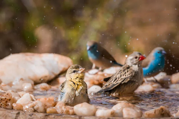 Blue Breasted Cordonbleu Village Weaver Red Billed Quelea Bathing Waterhole — Stock Photo, Image