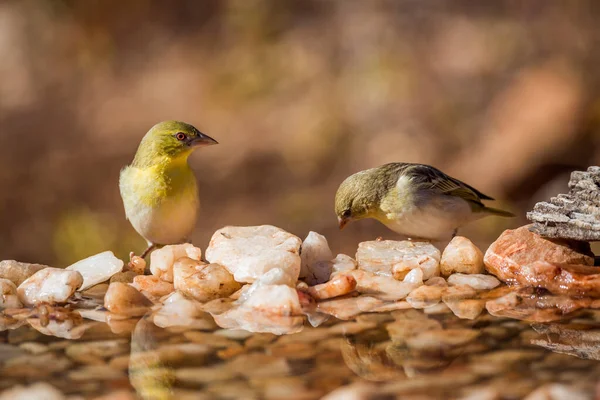 Güney Afrika Kruger Ulusal Parkı 'ndaki su birikintisinde duran bir çift dokumacı, Ploceidae familyasından Specie Ploceus guguk kuşu.