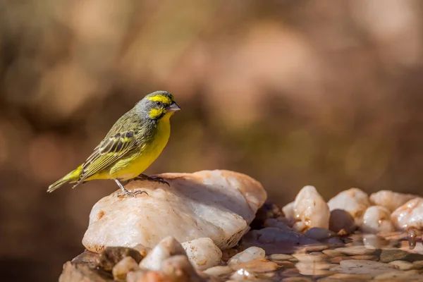 Yellow Fronted Canary Standing Waterhole Kruger National Park South Africa — Stock Photo, Image