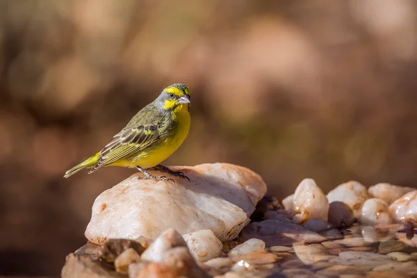 Yellow Fronted Canary Standing Waterhole Kruger National Park South Africa — Stock Photo, Image