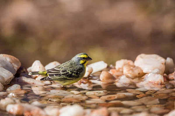 Sárga Frontú Kanári Ivás Kruger Nemzeti Park Víznyelőjében Dél Afrika — Stock Fotó