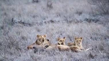 Güney Afrika 'daki Kruger Ulusal Parkı' nda beş Afrika aslanı Felidae familyasından Specie Panthera Leo.