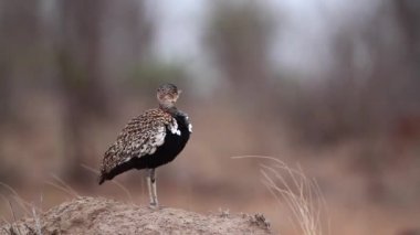 Güney Afrika 'daki Kruger Ulusal Parkı' ndaki termit tepeciğinde dikilen kara karınlı bustard şarkı söylerken Otididae ailesinden Specie Lissotis melanogaster...