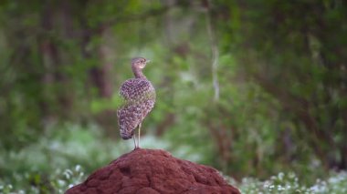 Güney Afrika 'daki Kruger Ulusal Parkı' ndaki termit tepeciğinde dikilen kara karınlı bustard şarkı söylerken Otididae ailesinden Specie Lissotis melanogaster...