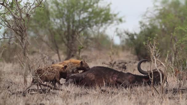 Gespot Hyaena Zoek Naar Een Buffelkarkas Kruger National Park Zuid — Stockvideo