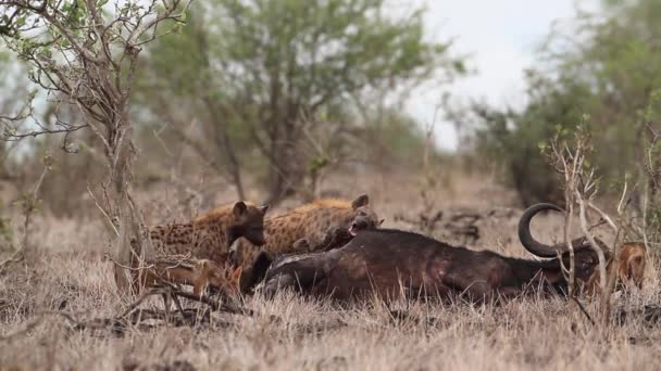 Spotted Hyaena Scavenging Buffalo Carcass Kruger National Park South Africa — Stock Video