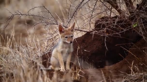 Svart Uppbackad Schakal Söt Unge Vid Ingången Kruger National Park — Stockvideo