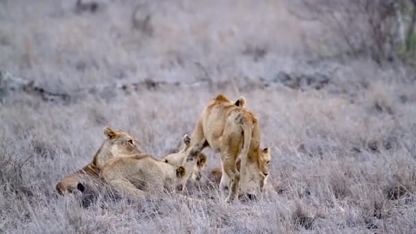 Cinco Leones Africanos Acostados Sabana Parque Nacional Kruger Sudáfrica Especie — Vídeos de Stock