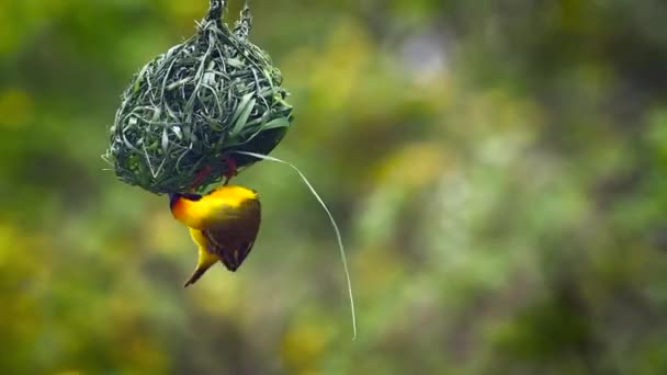 Southern Masked Weaver Construyendo Nido Parque Nacional Kruger Sudáfrica Specie — Vídeos de Stock