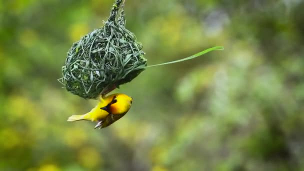 Southern Masked Weaver Bouwt Een Nest Kruger National Park Zuid — Stockvideo