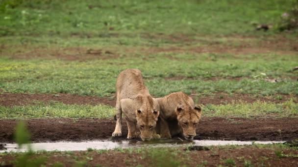 在南非克鲁格国家公园的水坑里喝水的两只非洲狮子 Felidae的Panthera Leo一家 — 图库视频影像