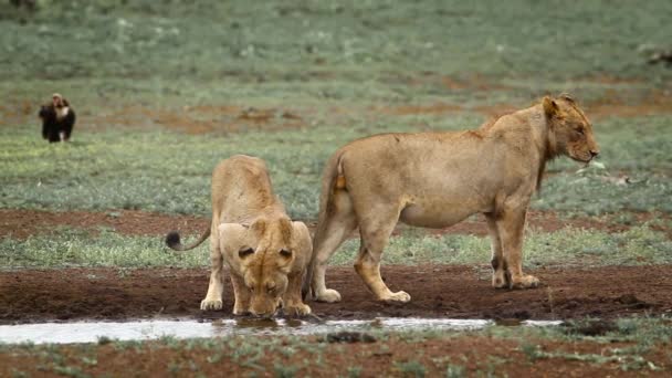 Dos Leones Africanos Bebiendo Pozo Agua Parque Nacional Kruger Sudáfrica — Vídeo de stock