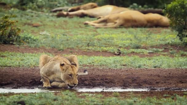 Africká Lvice Pití Prameni Kruger National Park Jižní Afrika Specie — Stock video