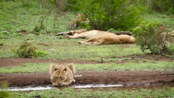 Leona Africana Bebiendo Pozo Agua Parque Nacional Kruger Sudáfrica Especie — Vídeos de Stock
