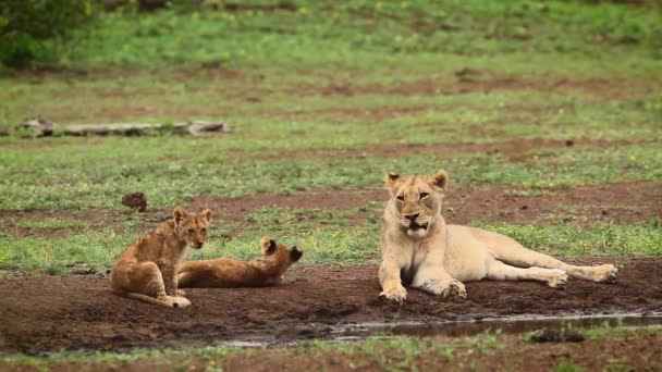 Madre Leona Africana Con Dos Cachorros Parque Nacional Kruger Sudáfrica — Vídeos de Stock