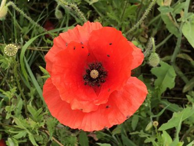 Bahçede kırmızı gelincik çiçeği