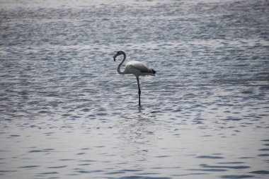 zarif gri Flamenko denizin Namibya