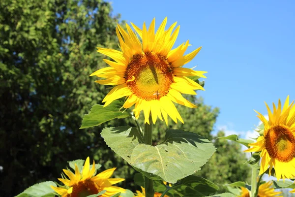 Tournesol Dans Champ — Photo