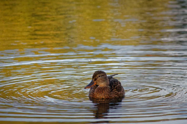 Pływanie, Dzikie kaczki na stawie. — Zdjęcie stockowe