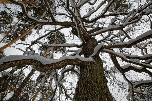 Dark snow-covered oak branches form a pattern on a background of blue sky — Stockfoto