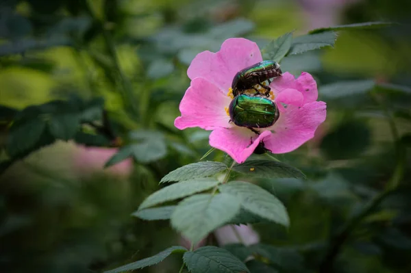 Closeup de dois besouros metálicos verdes European Rose Chafer, Cetonia aurata rastejando em pequenas flores de flores brancas — Fotografia de Stock