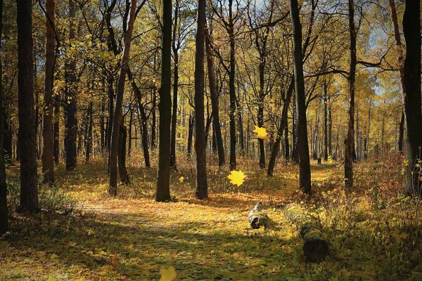 Осенний лист опадает в лесу. — стоковое фото