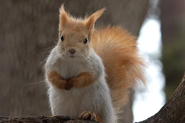Rotes Eichhörnchen auf einem Ast in freier Wildbahn. — Stockfoto