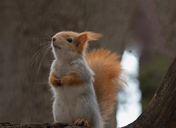 Esquilo vermelho em um galho de árvore na natureza . — Fotografia de Stock