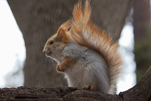 Czerwona wiewiórka na gałęzi drzewa na wolności. — Zdjęcie stockowe