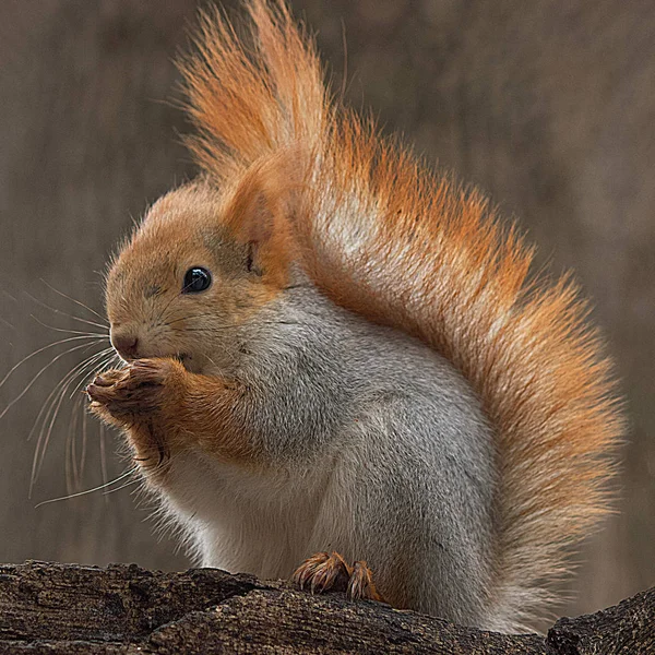 Esquilo vermelho em um galho de árvore na natureza . — Fotografia de Stock