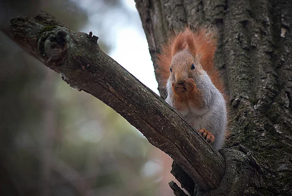 Rotes Eichhörnchen auf einem Ast in freier Wildbahn. — Stockfoto