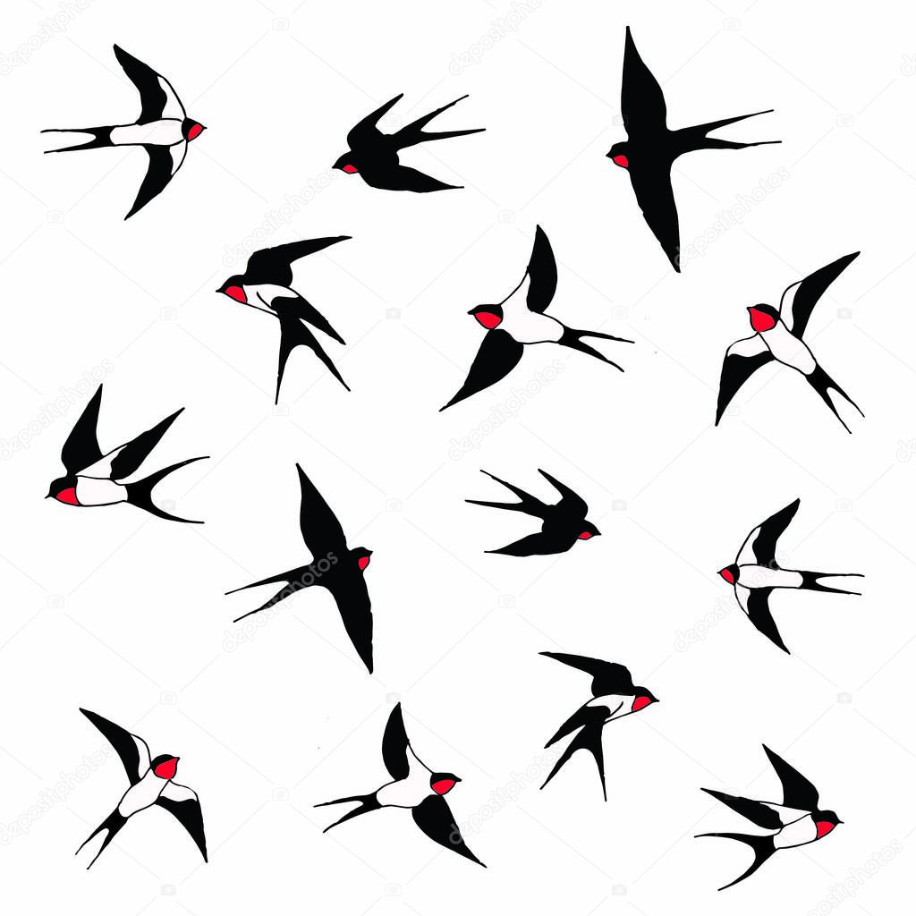 Swallow bird set