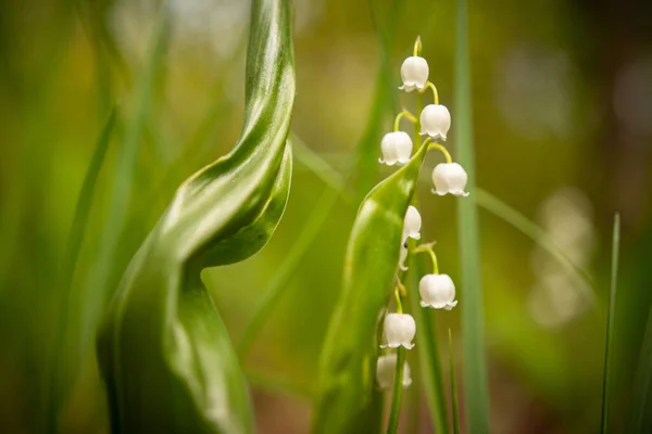 Lily Planta Vale Natureza Para Papel Parede Bela Foto Flores — Fotografia de Stock