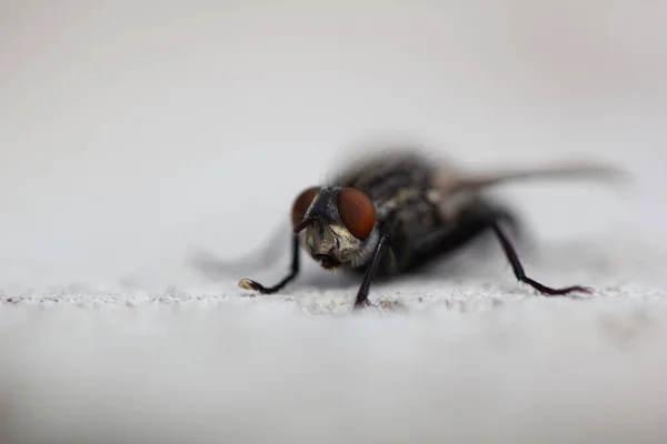 stock image Macro photo of an insect fly on a gray blurred background. Animal, wings, close-up, red eyes, paws, fauna, insect