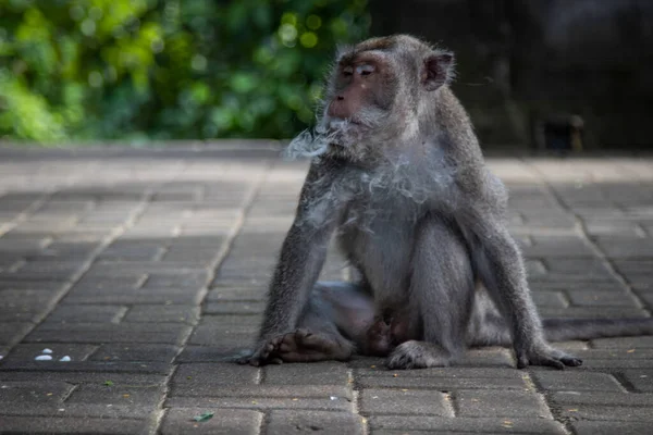 Mono Bosque Salvaje Sopla Humo Boca Animales Primates Vida Silvestre — Foto de Stock