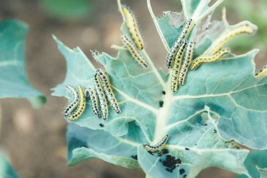 Beyaz kelebek bir lahana yaprağı yemek tırtıl