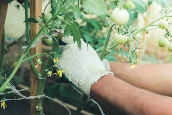 Green tomatoes in the garden. Hands of gardener tied up tomato plant in the greenhouse.