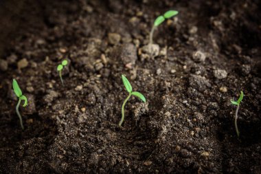 Erken bahar ekimi. Topraktan filizlenen bir grup..