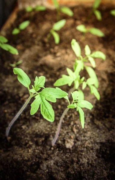 Early Spring Planting Group Sprouts Growing Out Soil — Stock Photo, Image