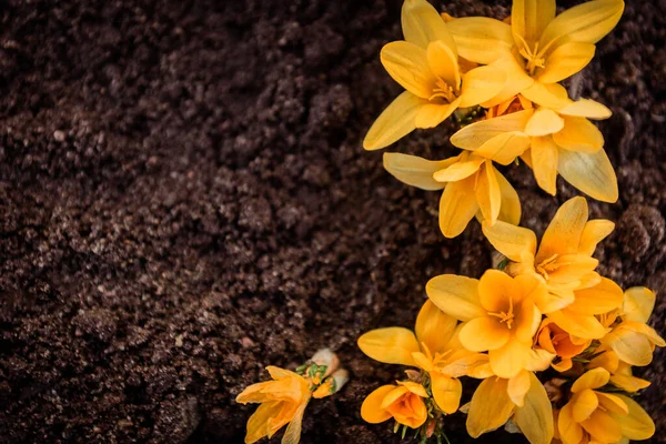 Gelbe Krokusse Zeitigen Frühjahr — Stockfoto