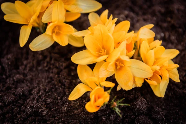 Желтые Крокусы Ранней Весной — стоковое фото