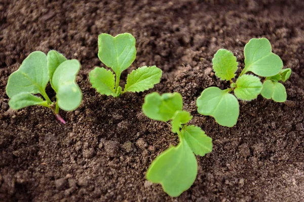 Planta Rábano Semillero Concepto Agrícola Brotes Verdes Que Crecen Semillas —  Fotos de Stock