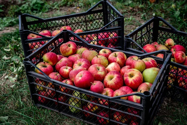 Récolte des pommes rouges dans une boîte en plastique noir. — Photo