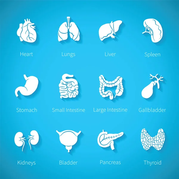 tiroid bağırsak mesane safra kesesi pankreas böbrekler ve karaciğer gölge ile düz tarzda kalp dalak akciğer mide gibi insan iç organların vector Icon set