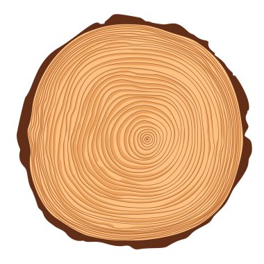 Vektör enine ağaç gövdesi yüzük gördüm